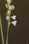 Bog smartweed